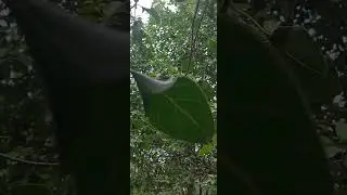 leaf spoon