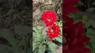 Gerbera നട്ടാലോ 🌱🌿|how to propagate gerbera|#gerbera #gerberaflower #trending #shorts