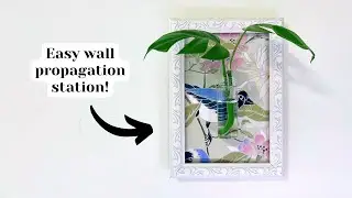 Станция для размножения растений на стене своими руками 🌿 (просто и недорого!)