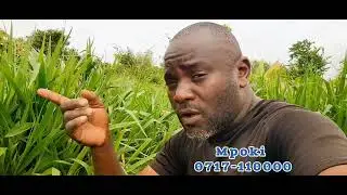 Mfugaji panga kupanda malisho aina ya brachiaria kwajili ya mifugo yako msimu wa mvua Karibuni sana