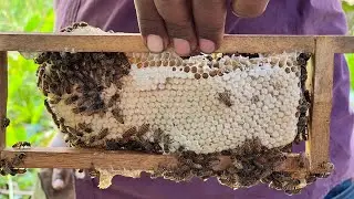 💎Urban Beekeeping &hearts;️ Opportunity for Small Business in India #learnbeekeeping #purehoney