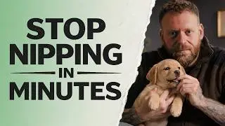 Stop Puppy Biting NOW