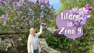 Growing Lilacs in California:  Fionuala's Tips!