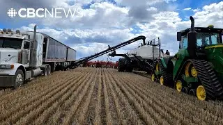 Net farm income down in Alberta, across Canada for 2024