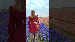 Hyacinths & daffodils in the Bollenstreek-April &lsquo;23 💐 #lisse #springflowers #tulips #thenetherlands