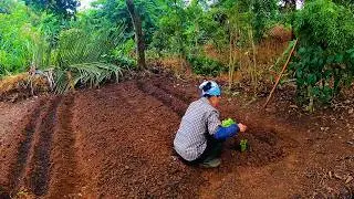 Improve Soil with Organic Fertilizer to GROW CLEAN VEGETABLES for Your Family