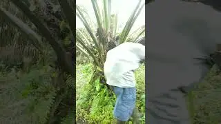 SAWIT, MEMBUKA PELUANG EKONOMI BARU (PALM OIL)