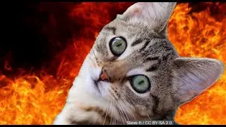 How Often do Cats go into Heat?  😺  🙀