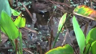 Black-Bellied Whistling Duck Family at Green Cay 9-6-12.