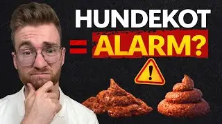 Hundekot als Warnsignal Das sagt dir der Stuhl wirklich über die Gesundheit!