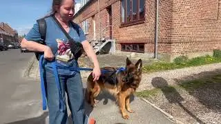 Tur i Horsens &ndash; Min sch&aelig;ferhund, katte, hunde og en polsk butik! 🐾Spacer miejski po Horsens