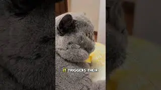 Why Do Cats Jump in Fear at Cucumbers? The Truth Behind This Viral Reaction!