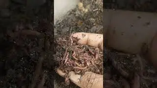 MONTHLY WORM CHECK  UP