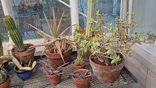 Tropical greenhouse in KC Irving Environmental Science Center.🌺🌿☀️ Acadia University, Wolfville.