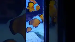 Amphiprion ocellaris laying eggs in fish only saltwater tank