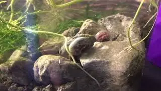 What happens When you mix Pink +blue Ramshorn snails! Crazy colors!