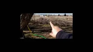 Building my bee yard