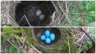 bird nesting walk