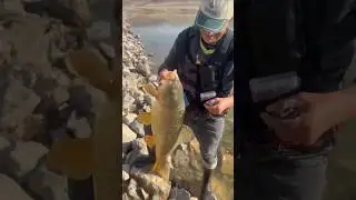 LRF ile At &ccedil;ek yaparken 10 Kg SAZAN #at&ccedil;ek #fishing #balıkavıvideoları #balık
