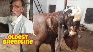 Oldest Farmer Of Hyderabadi Goats.
