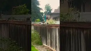 Gray Hawk! Up close and personal. *Sound on* #birdwatching #bird #birders #grayhawk #hawks