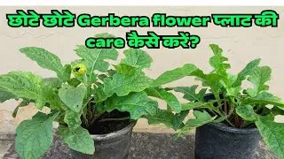 GERBERA FLOWER PLANT CARE AFTER RAINY SEASON FOR HEALTHY GROWTH.
