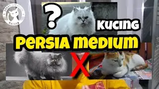 KUCING PERSIA MEDIUM