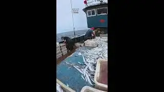 Offshore Fishing Live: Deep Sea Catch Reveal 2025-12-29 08:39:26