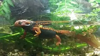 the emperor newts from analatia