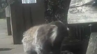 querendo maria veio vadalco