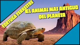 ||Tortuga terrestre|| El animal mas antiguo del planeta