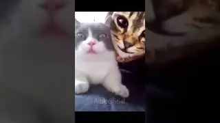 Cats Funny reaction on TikTok Cat filter 13