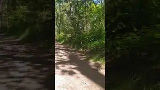 Geometer caterpillar abseiling