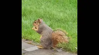 Hand Feeding Amazing Squirrel 🐿