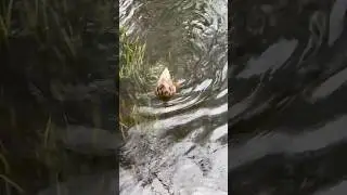 Duck Upside Down