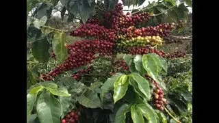 Coffee Varietals in Kenya