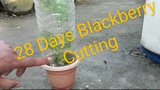 From Stump to Bounty: My 28-Day Blackberry Journey