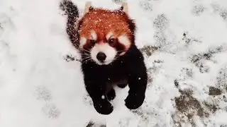 【red panda】Playing around in the snow