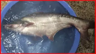 Pangas Fish Cut at Home |