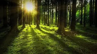 Les destins de l'arbre