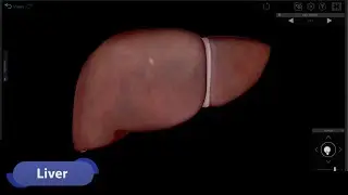 Visible Body | 3D Virtual Tour of the Liver