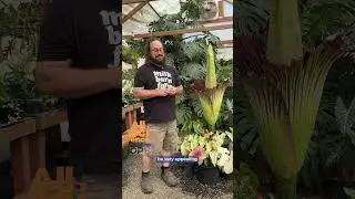 🌱 Something strange growing in an Oregon farmer's greenhouse...💀 #corpseflower #allsciencenofiction