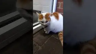 What do you do for a living sir? #funny #pets #stupidpettricks #comedypets #cat #viralvideo