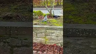 very serious bird fight caught on camera warning graphic