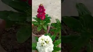 #shorts#winter popular stock flower plant.