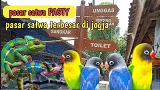 Keliling Pasar PASTY, pasar satwa terbesar di Jogja  #pasarhewan#malioboroyogyakarta 