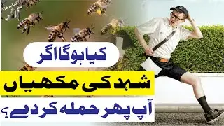 What would happen if honey bees attack you? | kia hoga agar