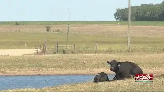 Rounding up rustlers