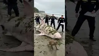 Bizarre Rescue Of Beached Shark By Monkey 🐒#sharkrescue #monkey #shorts #shorts