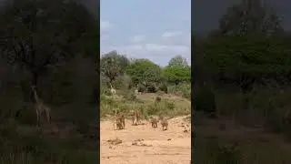 Lion Pride with Cubs: Rare Encounter with Giraffes in Serengeti #serengeti #lion #polecatsafaris